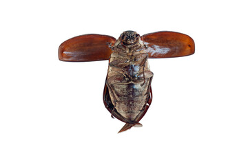 Thailand insect Cockchafer or Melolontha melolontha spread their wings isolated on white...