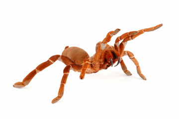 King Baboon Tarantula (Citharischius crawshayi) on a white background.