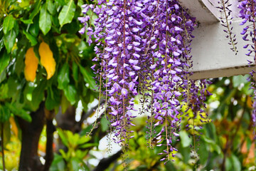雨の新緑と藤棚