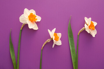 Beautiful daffodils on color background