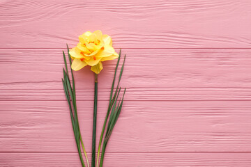 Beautiful narcissus on color wooden background