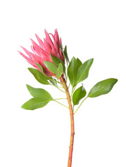 Beautiful protea flower on white background