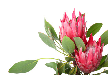 Beautiful protea flowers on white background, closeup