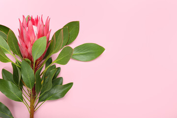 Beautiful protea flower on color background