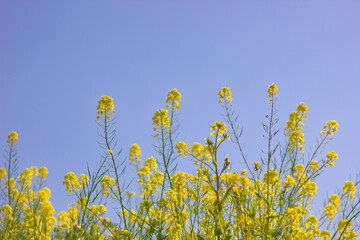 青空と黄色い花