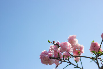 青空とピンクの花