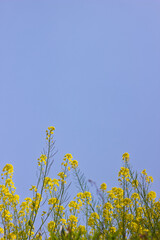 青空と黄色い花