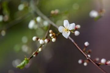 kwitnące pączki i kwiaty na gałęzi
