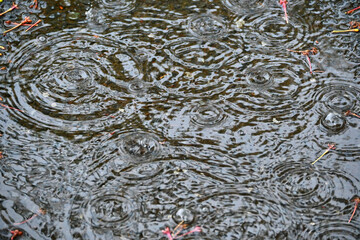 雨の日の水溜り