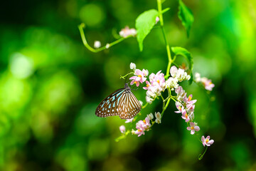 Blue Glassy Tiger butterfly and pink creeper flowers in the garden.