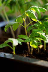 Young green seedlings of tomatoes in a box.