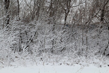 April Snow, Pylypow Wetlands, Edmonton, Alberta