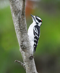 downy woodpecker searching pest on the tree trunk