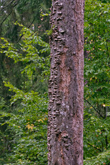 Bunch of autumnal fungus