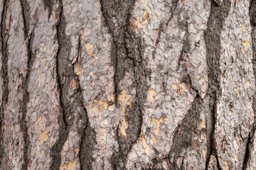 Bark texture and background of a old fir tree trunk