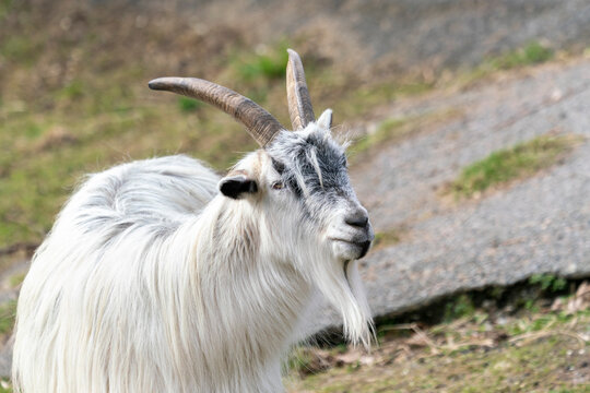 Goat Landrace Jamtland goat at Slotsskogen zoo keeping traditional animals from going extinct and from mixing with other breeds. 