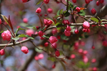 red flowers on a tree