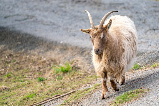 Goat Landrace Jamtland goat at Slotsskogen zoo keeping traditional animals from going extinct and from mixing with other breeds. 