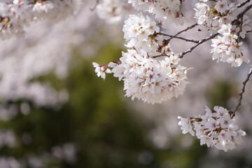 Sakura in full bloom in Japan