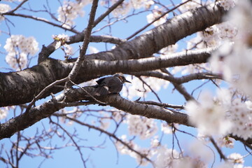 Bulbul perching on Japanese cherry blossoms