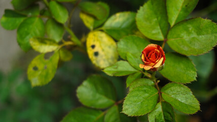 Two colored roses. Red and yellow.