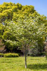 Fototapeta premium (東京都ｰ都市風景)春の代々木公園風景７