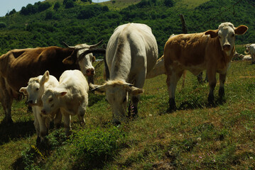 Grazing cows with calves