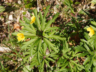 Touffe d'anémones fausse-renoncule ou anémones des bois à fleurs jaunes (Anemone ranunculoides)