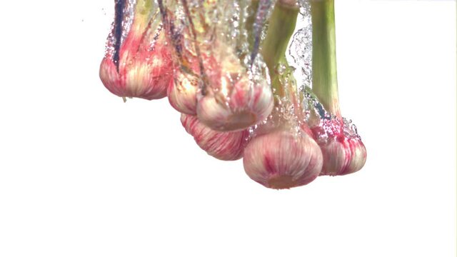 Super slow motion of the head of garlic fall under the water on a white background. Filmed on a high-speed camera at 1000 fps. High quality FullHD footage