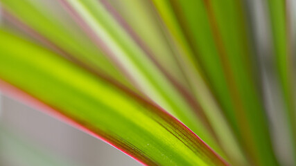 green palm leaves with a blurred background