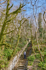 Senior man with backpack is walking along hiking trail among relict trees. Yew and boxwood grove of Caucasian Biosphere Reserve, Russia