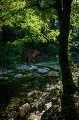 Serene forest scene; river in the background, tree in the foreground, lush, green and sunny