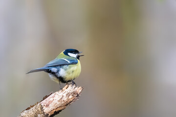 Great tit (Parus major) on a tree branch