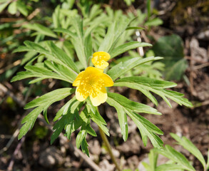 Touffe d'anémone fausse-renoncule ou anémone des bois (Anemone ranunculoides)