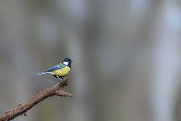 Great tit (Parus major) on a tree branch