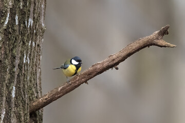 Great tit (Parus major) on a tree branch
