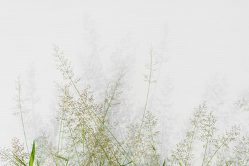 Grass flower on white background