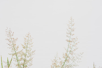 Grass flower on white background