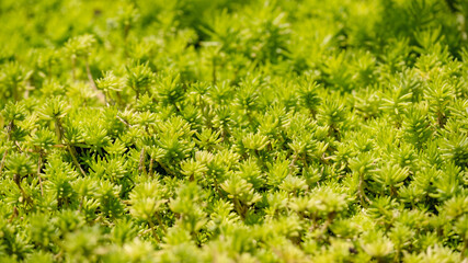 Closeup image of Sedum sp. Crassulaceae texture and background