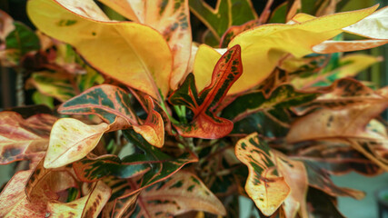 Fire star flower