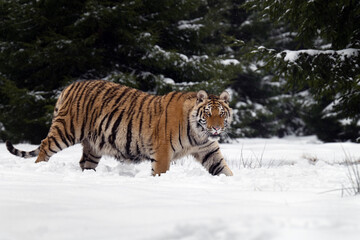 A tiger in the forest enjoys the fresh snow.