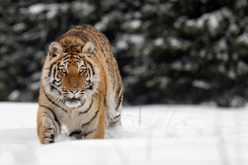 A tiger in the forest enjoys the fresh snow.
