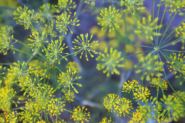Background with ripening dill seeds. Dill umbrellas close-up