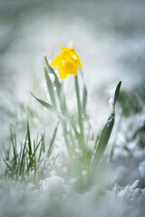spring flowers in snow