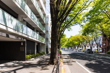 (東京都-都市風景)春の甲州街道並木風景６