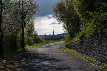 hiking path leading to an old village passing between blossoming trees along old vineyards