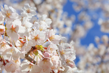 Cherry blossoms in full bloom in the blue sky