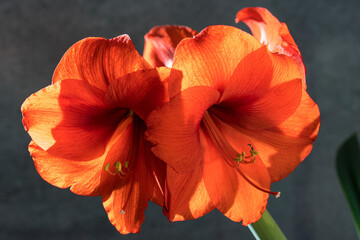 Still life of an amarillys