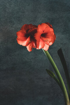 Still life of an amarillys