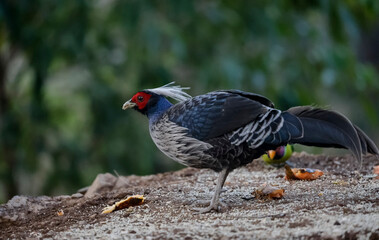 Khaleej Pheasant (Lophura leucomelanos) Perched on ground at Sattal, Uttarakhand